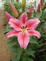 [4267 Shandong No02.JPG]